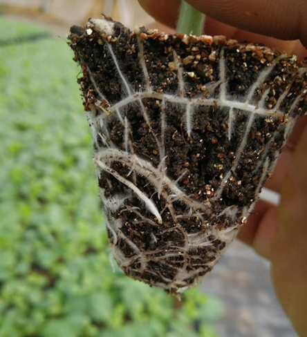 ������������ôѡ��